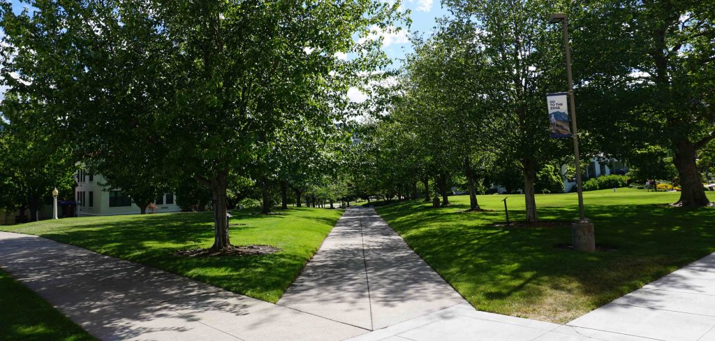 one sidewalk path splitting into three surrounded by trees and grass
