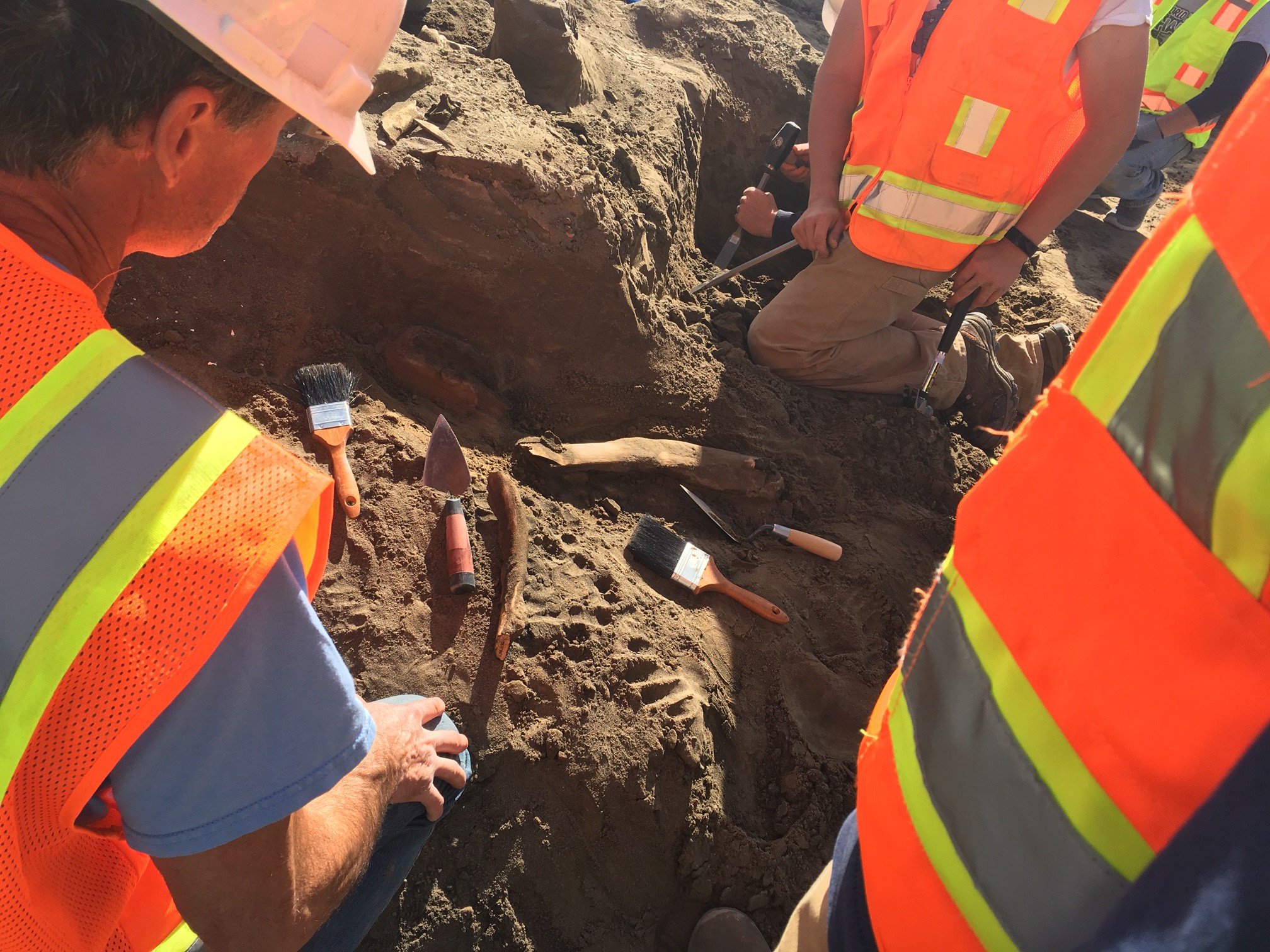 Faculty, students uncover mammoth Eastern Oregon University